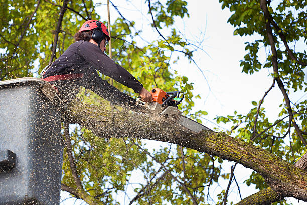 Best Large Tree Removal  in Fort Ashby, WV